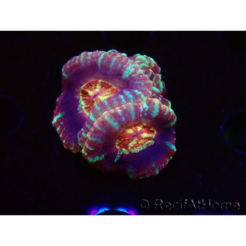 WYSIWYG Micromussa lordhowensis INDO (ex Acanthastrea) 25E3