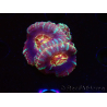WYSIWYG Micromussa lordhowensis (antes Acanthastrea)