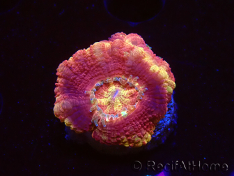 WYSIWYG Micromussa lordhowensis (formerly Acanthastrea)
