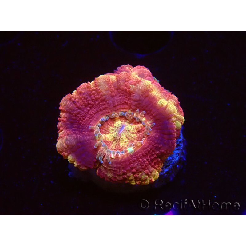 WYSIWYG Micromussa lordhowensis INDO (ex Acanthastrea) 25E4