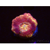 WYSIWYG Micromussa lordhowensis INDO (ex Acanthastrea) 25E4