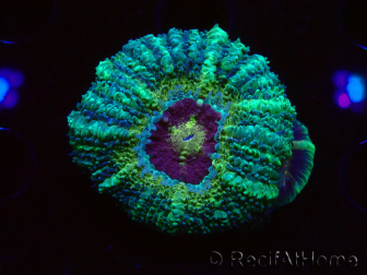WYSIWYG Micromussa lordhowensis (formerly Acanthastrea)