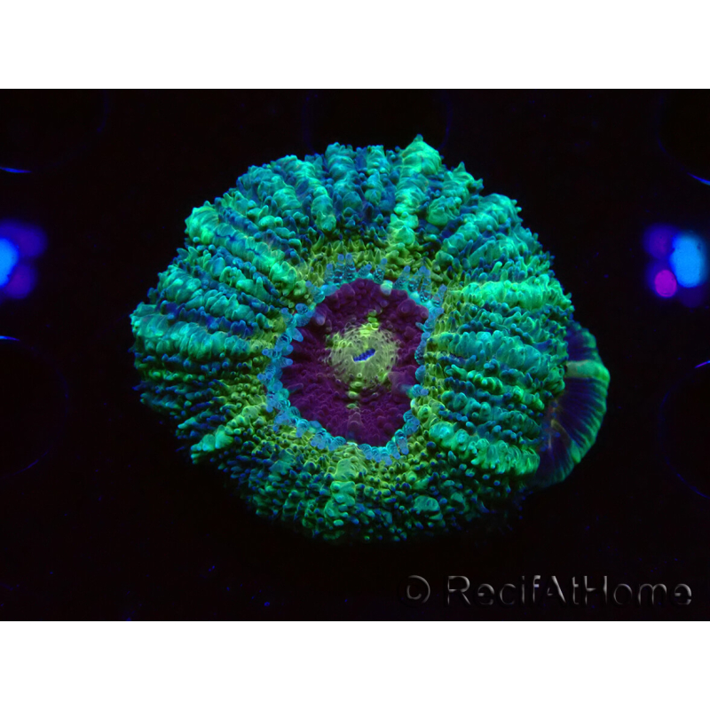 WYSIWYG Micromussa lordhowensis INDO (ex Acanthastrea) 25E7