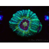 WYSIWYG Micromussa lordhowensis INDO (ex Acanthastrea) 25E7