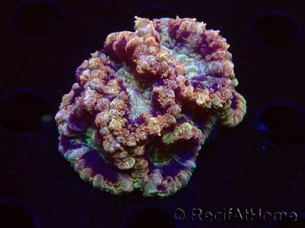 WYSIWYG Micromussa lordhowensis INDO (ex Acanthastrea) 25F2