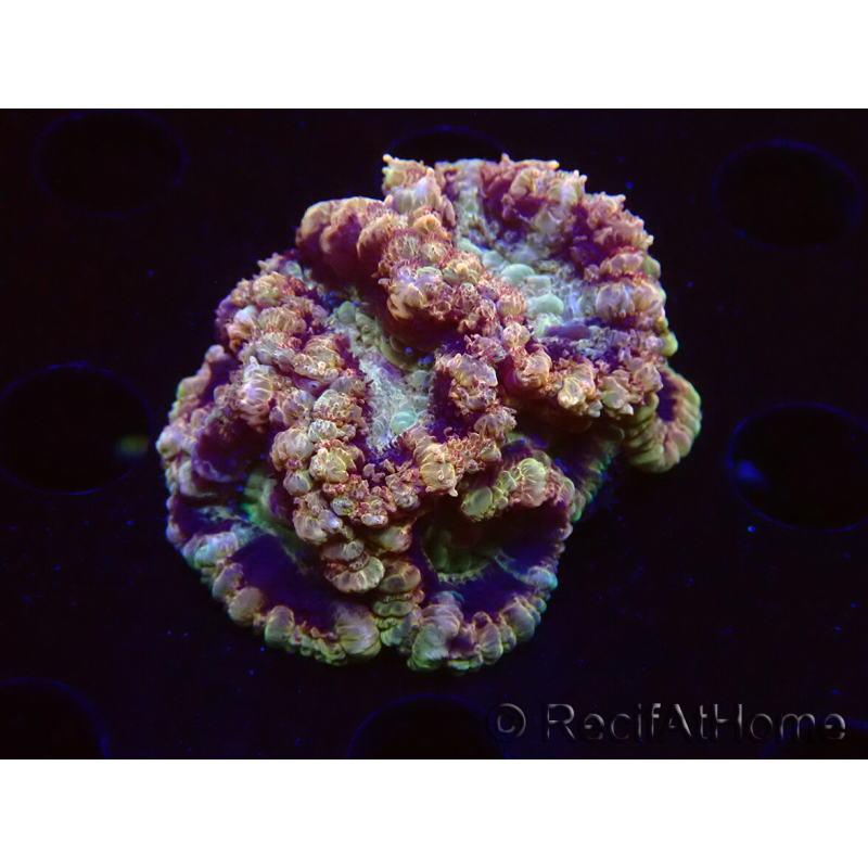 WYSIWYG Micromussa lordhowensis (antes Acanthastrea)