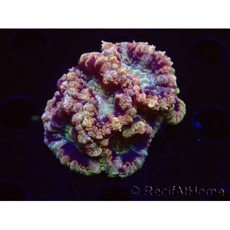 WYSIWYG Micromussa lordhowensis (ehemals Acanthastrea)