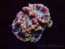 WYSIWYG Micromussa lordhowensis (ehemals Acanthastrea)