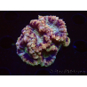 WYSIWYG Micromussa lordhowensis (antes Acanthastrea)
