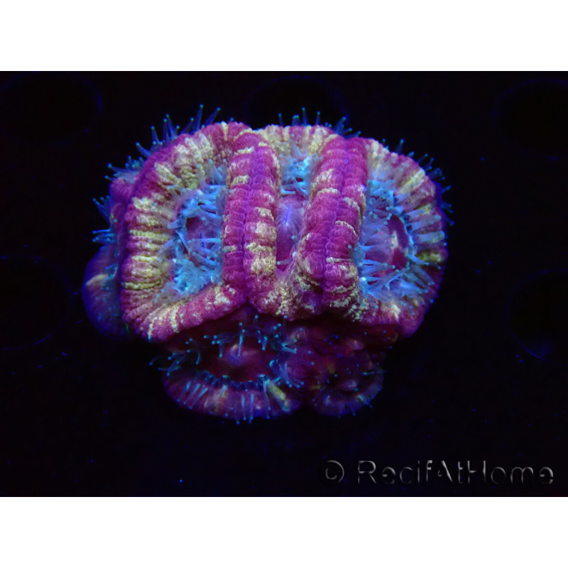 WYSIWYG Micromussa lordhowensis (ehemals Acanthastrea)