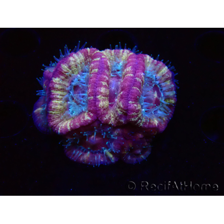 WYSIWYG Micromussa lordhowensis (ex Acanthastrea)