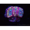 WYSIWYG Micromussa lordhowensis (formerly Acanthastrea)
