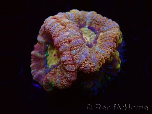 WYSIWYG Micromussa lordhowensis (ehemals Acanthastrea)