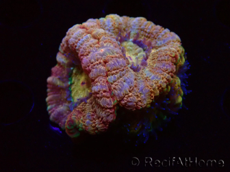 WYSIWYG Micromussa lordhowensis (ex Acanthastrea)