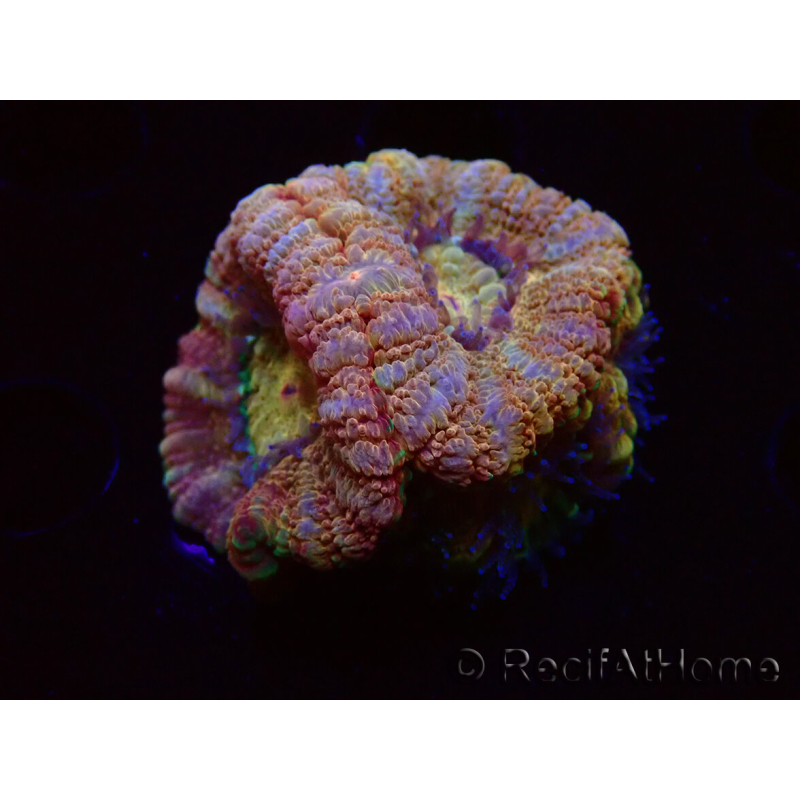 WYSIWYG Micromussa lordhowensis INDO (ex Acanthastrea) 25F5