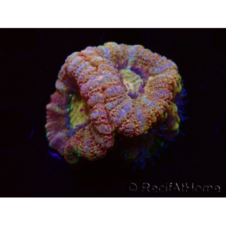 WYSIWYG Micromussa lordhowensis (ehemals Acanthastrea)