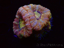 WYSIWYG Micromussa lordhowensis (ehemals Acanthastrea)