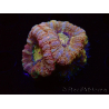 WYSIWYG Micromussa lordhowensis (antes Acanthastrea)