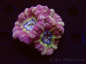 WYSIWYG Micromussa lordhowensis (formerly Acanthastrea)