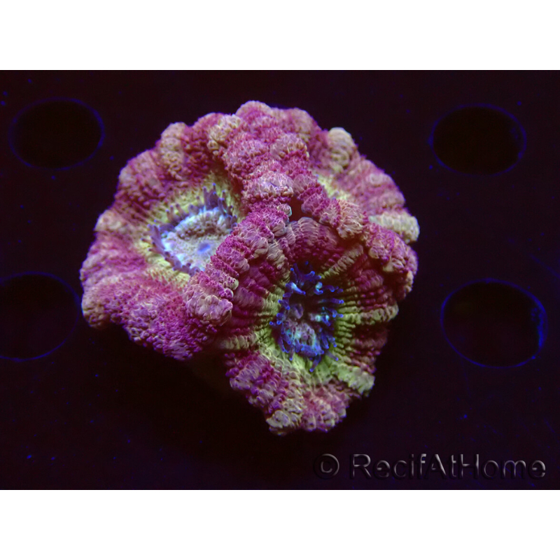 WYSIWYG Micromussa lordhowensis INDO (ex Acanthastrea) 25F6