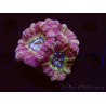 WYSIWYG Micromussa lordhowensis (antes Acanthastrea)