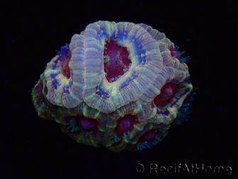 WYSIWYG Micromussa lordhowensis INDO (ex Acanthastrea) 25F8