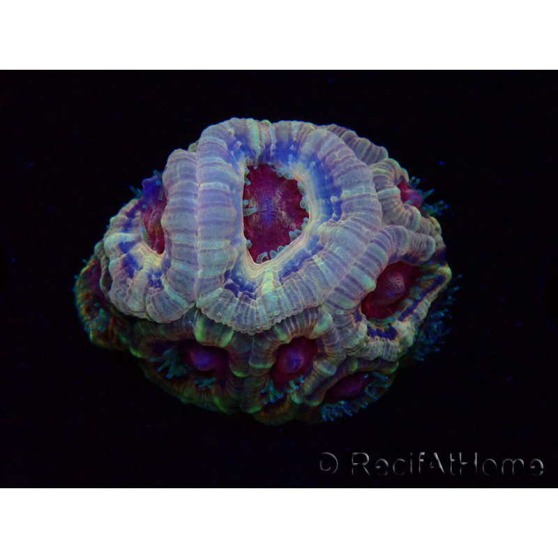 WYSIWYG Micromussa lordhowensis INDO (ex Acanthastrea) 25F8