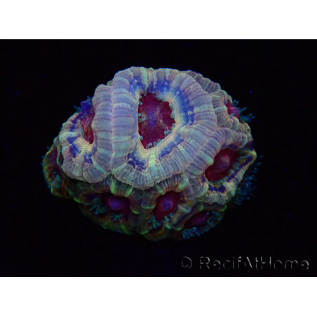 WYSIWYG Micromussa lordhowensis (ex Acanthastrea)
