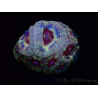 WYSIWYG Micromussa lordhowensis INDO (ex Acanthastrea) 25F8