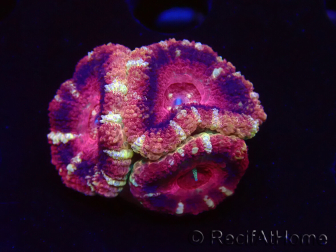 WYSIWYG Micromussa lordhowensis (ex Acanthastrea)