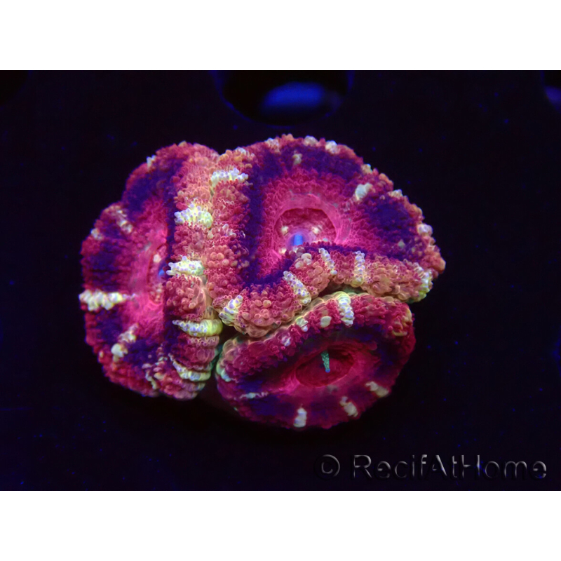WYSIWYG Micromussa lordhowensis INDO (ex Acanthastrea) 25F9