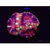 WYSIWYG Micromussa lordhowensis INDO (ex Acanthastrea) 25F9