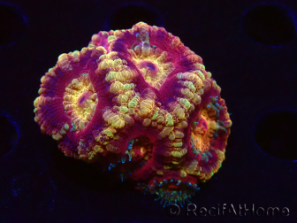 WYSIWYG Micromussa lordhowensis (ehemals Acanthastrea)
