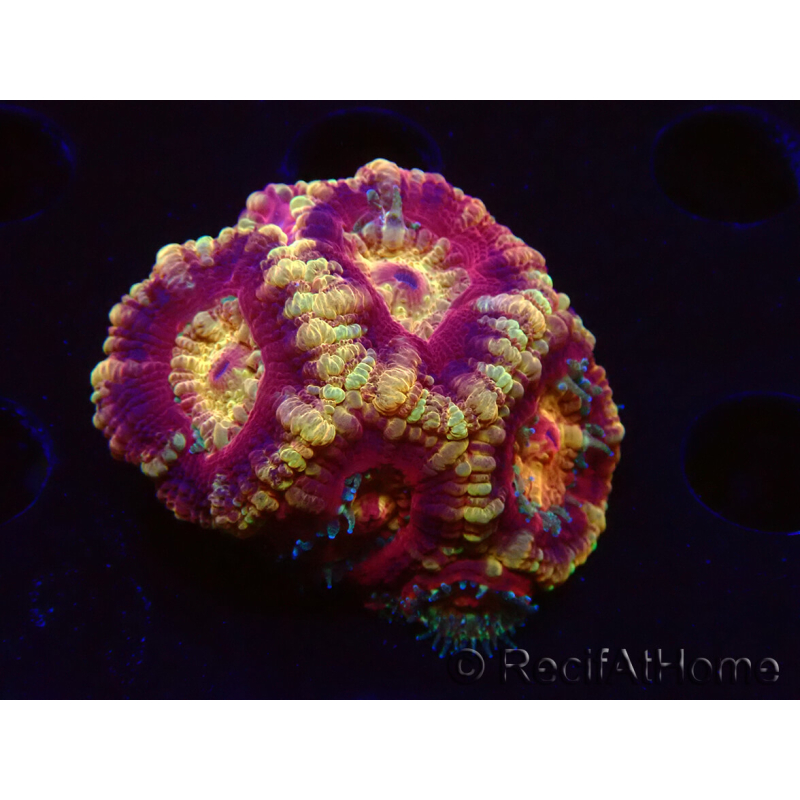 WYSIWYG Micromussa lordhowensis INDO (ex Acanthastrea) 25G1