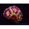 WYSIWYG Micromussa lordhowensis INDO (ex Acanthastrea) 25G1