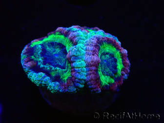WYSIWYG Micromussa lordhowensis (formerly Acanthastrea)