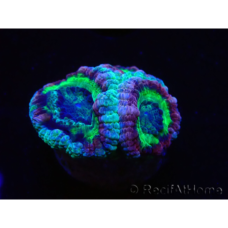 WYSIWYG Micromussa lordhowensis INDO (ex Acanthastrea) 25G2