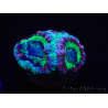 WYSIWYG Micromussa lordhowensis (antes Acanthastrea)