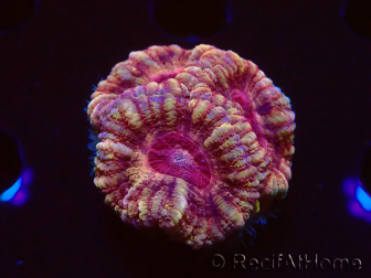 WYSIWYG Micromussa lordhowensis (formerly Acanthastrea)