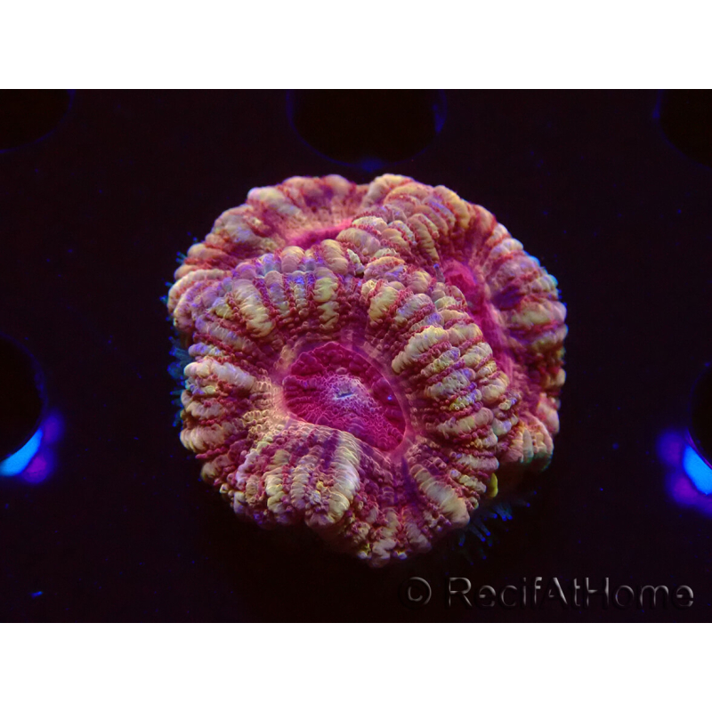 WYSIWYG Micromussa lordhowensis INDO (ex Acanthastrea) 25G3