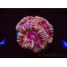 WYSIWYG Micromussa lordhowensis (antes Acanthastrea)