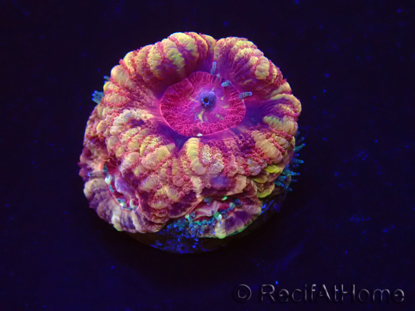 WYSIWYG Micromussa lordhowensis (ex Acanthastrea)