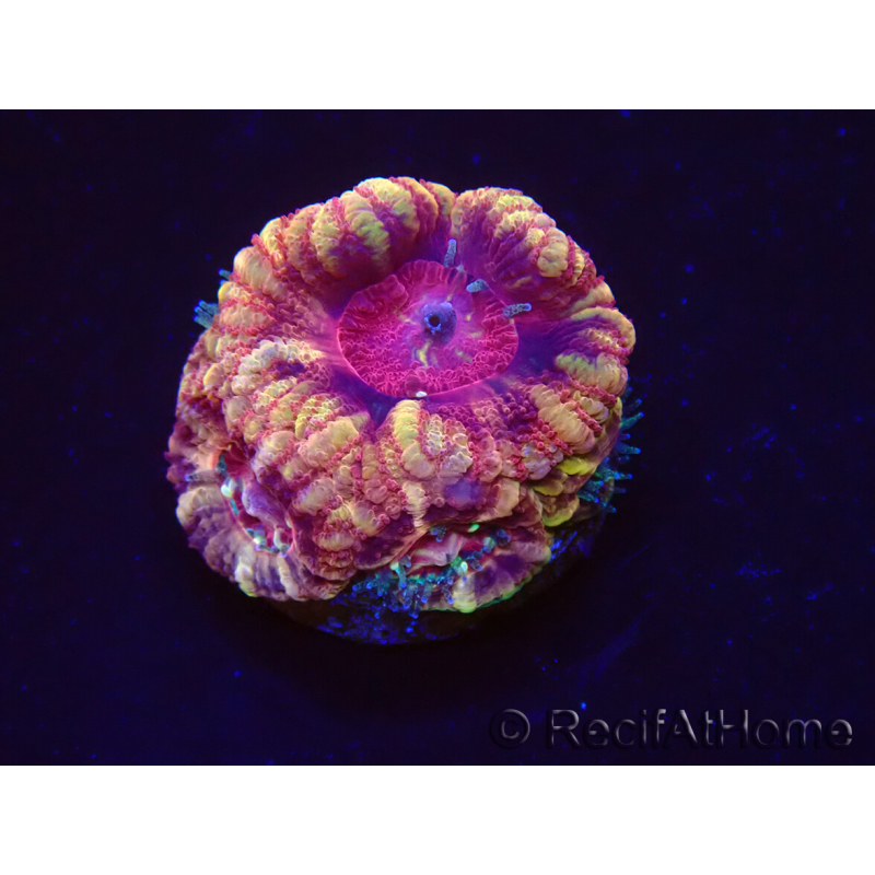 WYSIWYG Micromussa lordhowensis INDO (ex Acanthastrea) 25G4