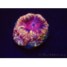 WYSIWYG Micromussa lordhowensis INDO (ex Acanthastrea) 25G4