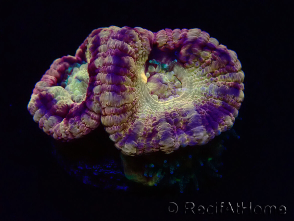 WYSIWYG Micromussa lordhowensis (ex Acanthastrea)