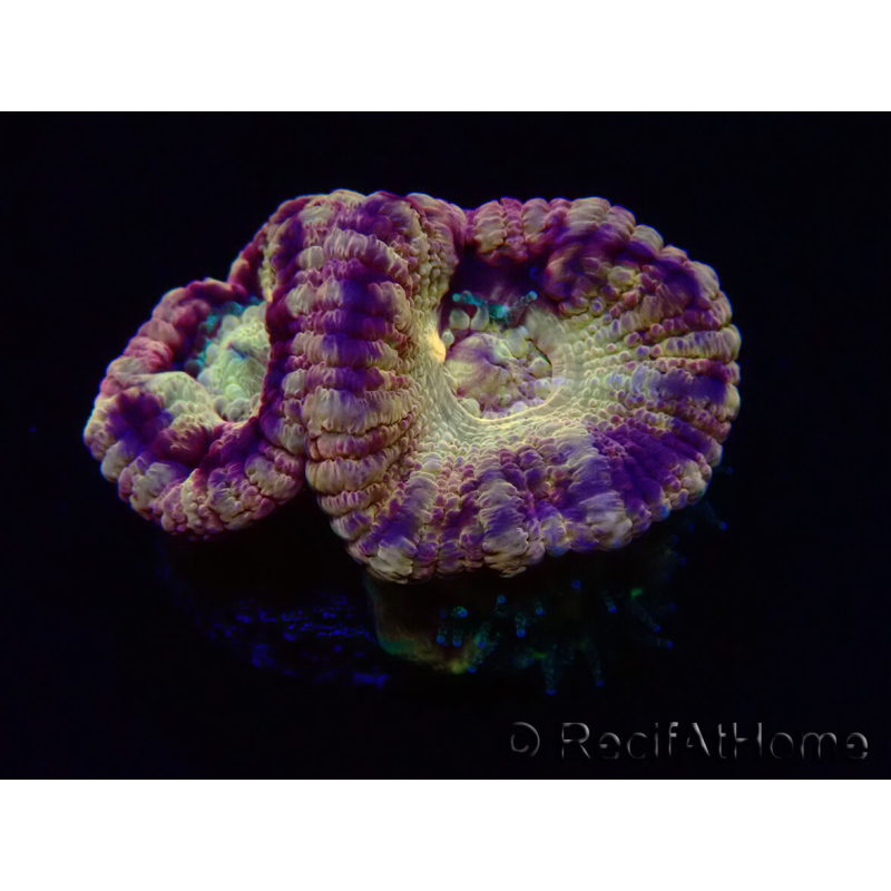 WYSIWYG Micromussa lordhowensis (antes Acanthastrea)