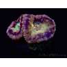 WYSIWYG Micromussa lordhowensis INDO (ex Acanthastrea) 25G8