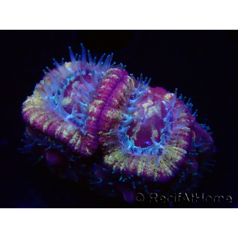 WYSIWYG Micromussa lordhowensis (antes Acanthastrea)