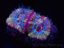WYSIWYG Micromussa lordhowensis INDO (ex Acanthastrea) 25G10