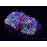 WYSIWYG Micromussa lordhowensis (antes Acanthastrea)